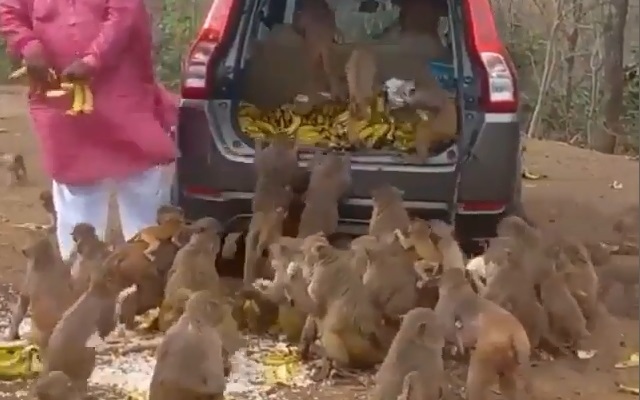 Phản ứng thú vị của bầy khỉ khi được cho ăn chuối